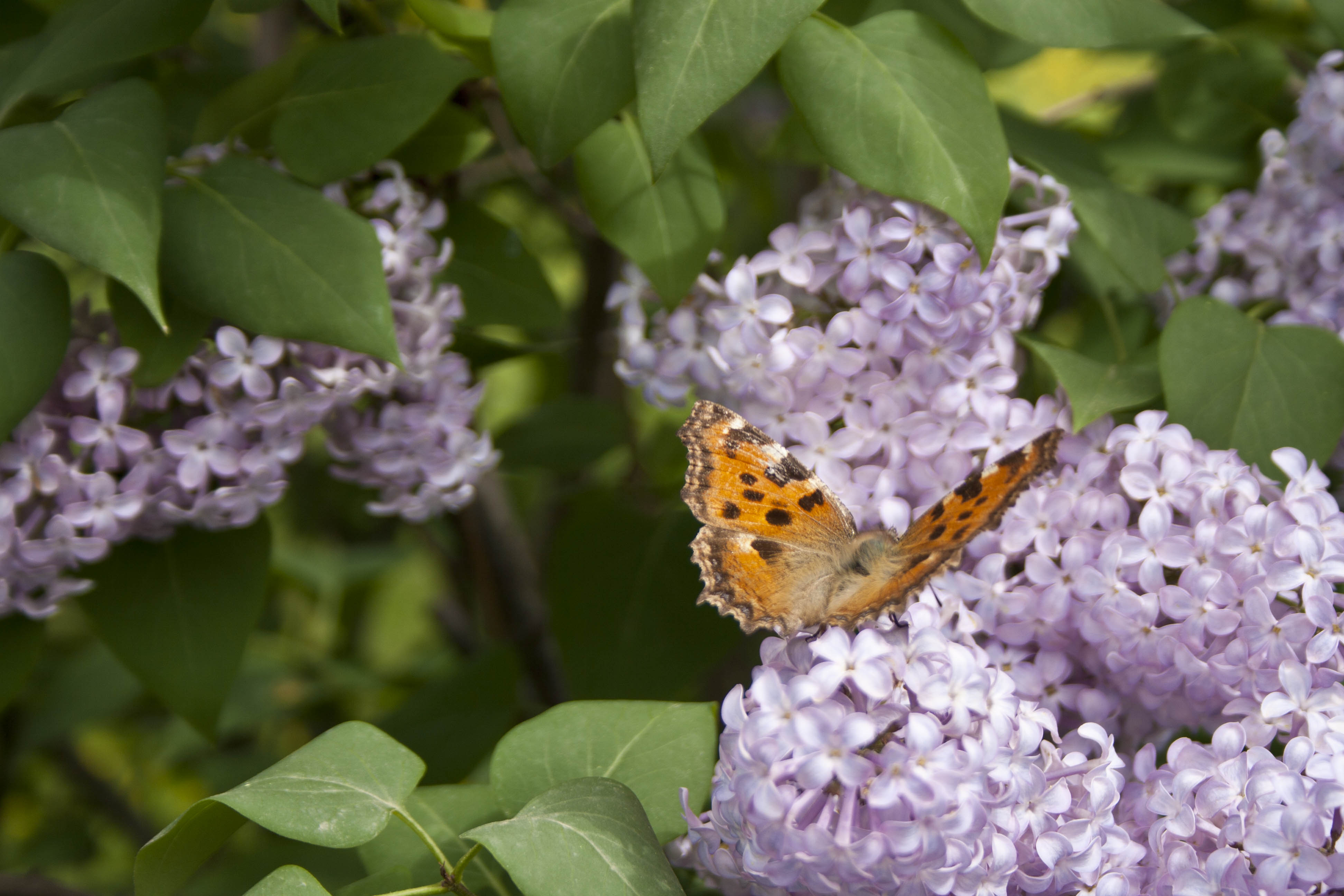 N/A Farfalla Natura Insetti 