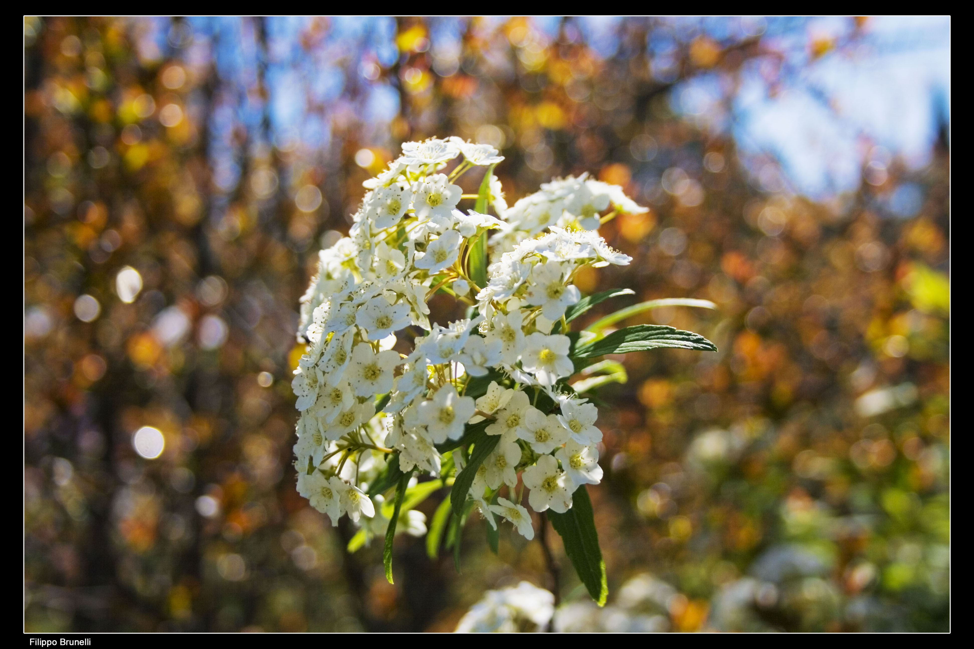 Indefinito Fiori Natura 