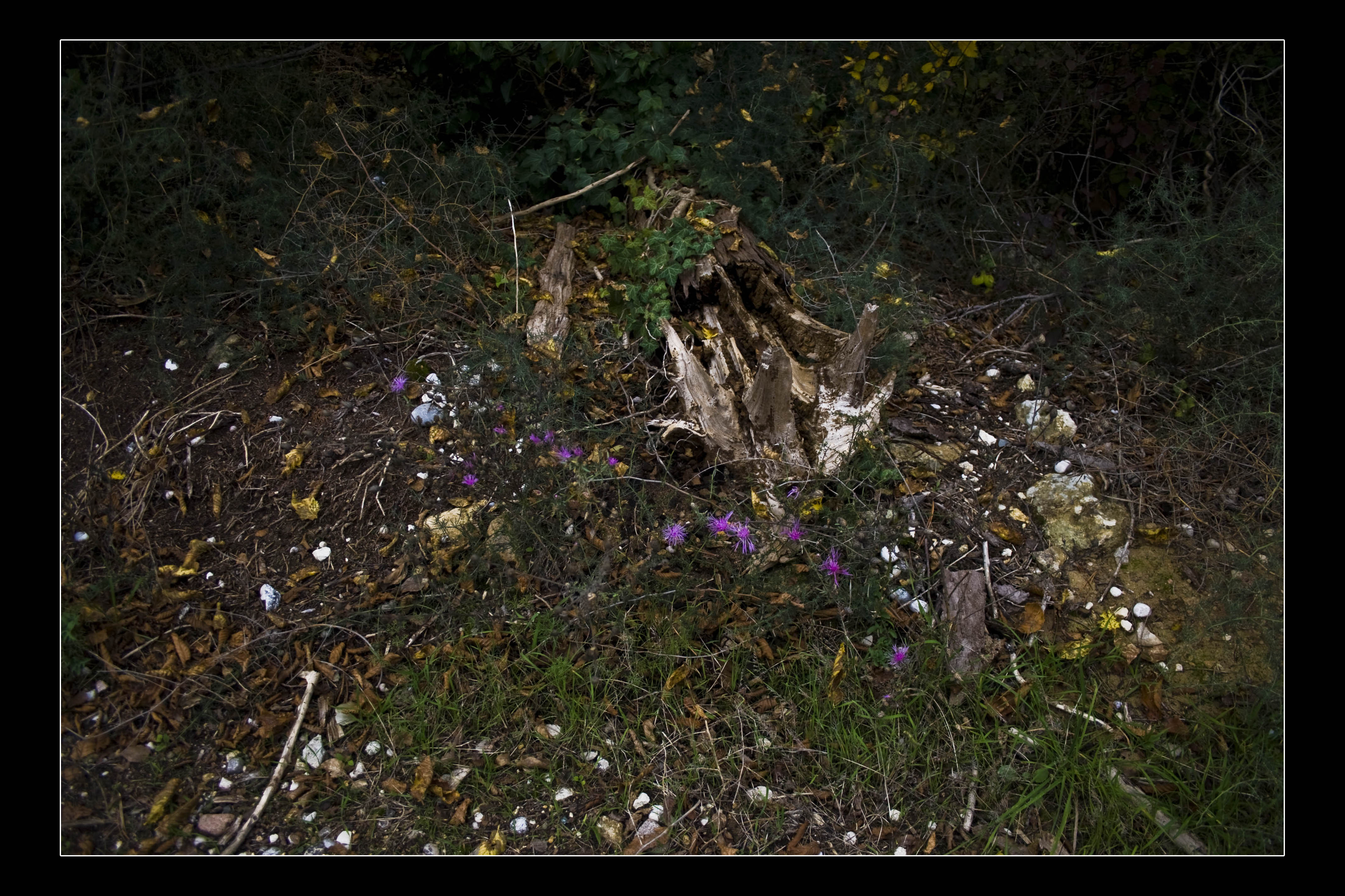 N/A Bosco Natura 