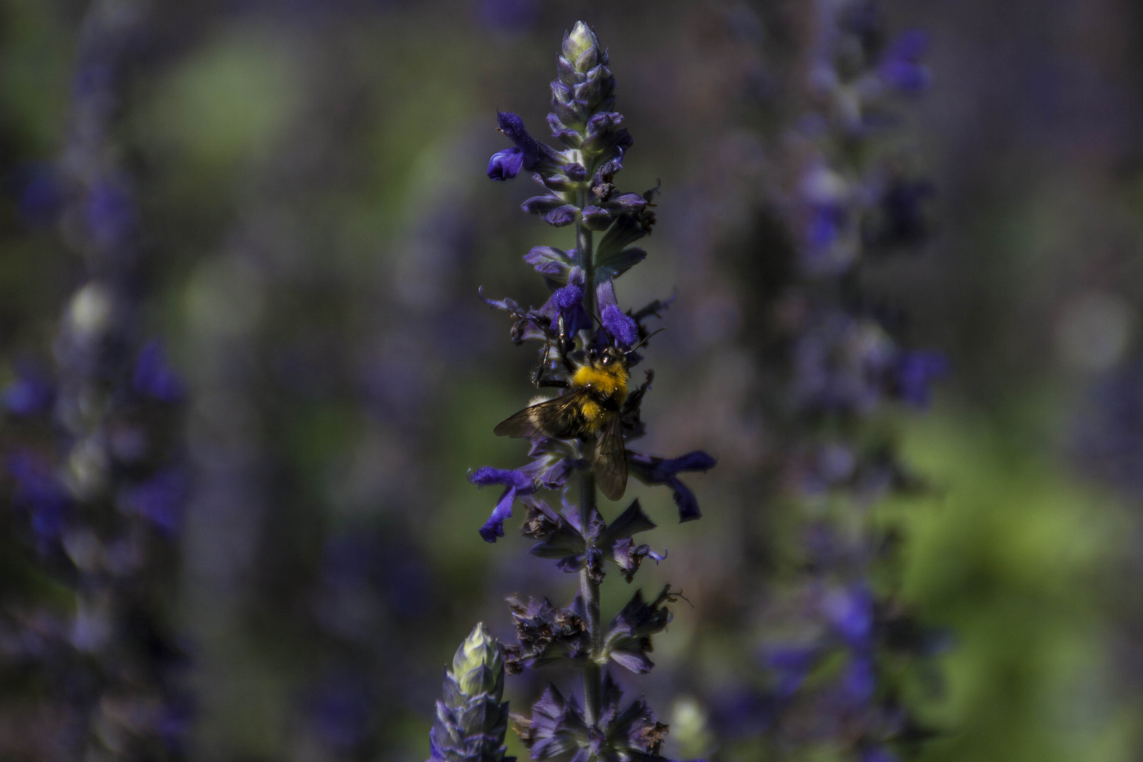 Valeggio sul Mincio (Vr) Fiori Natura Insetti Parco Sigurà