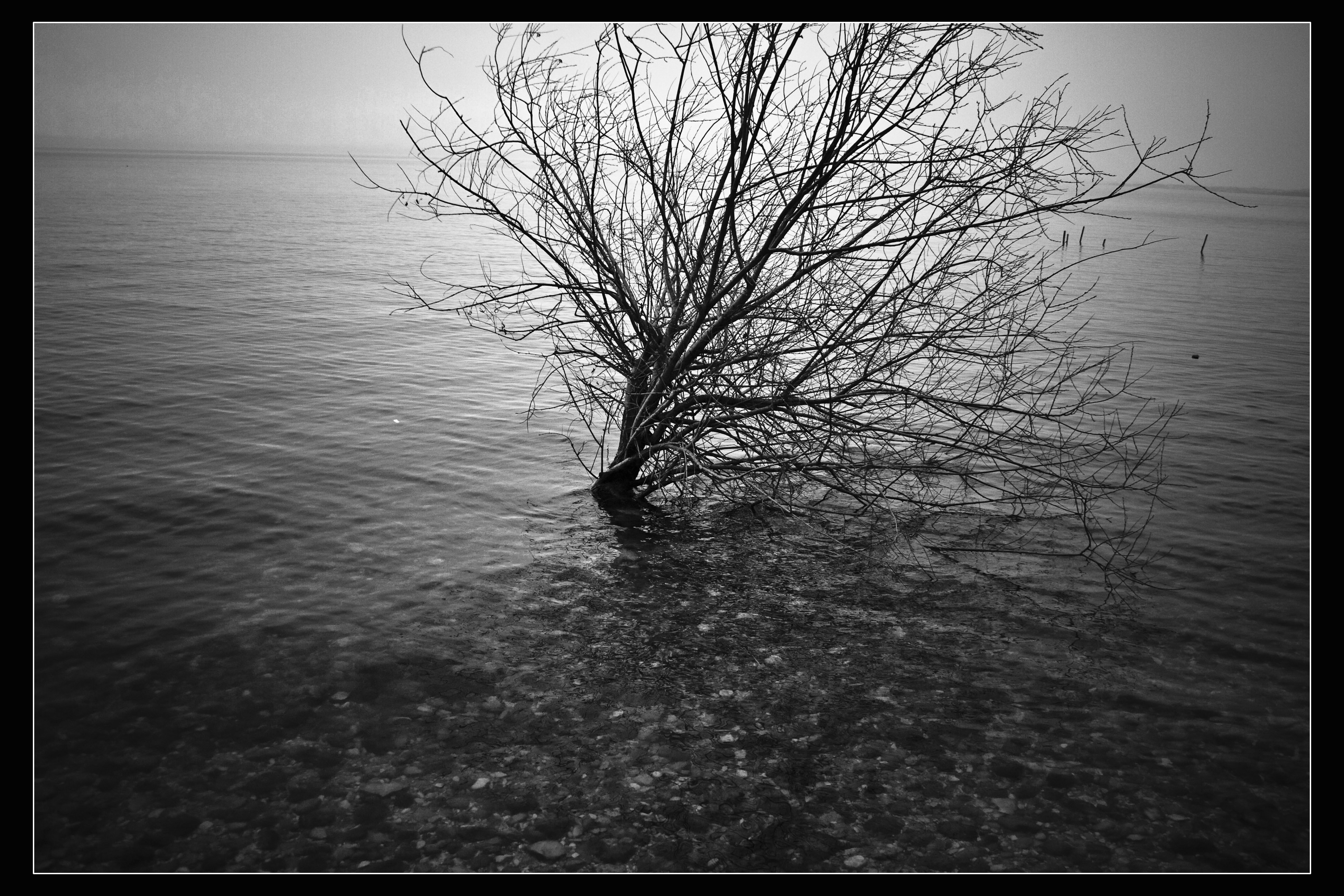 Sirmione (Bs) Natura B/N Lago di Garda 