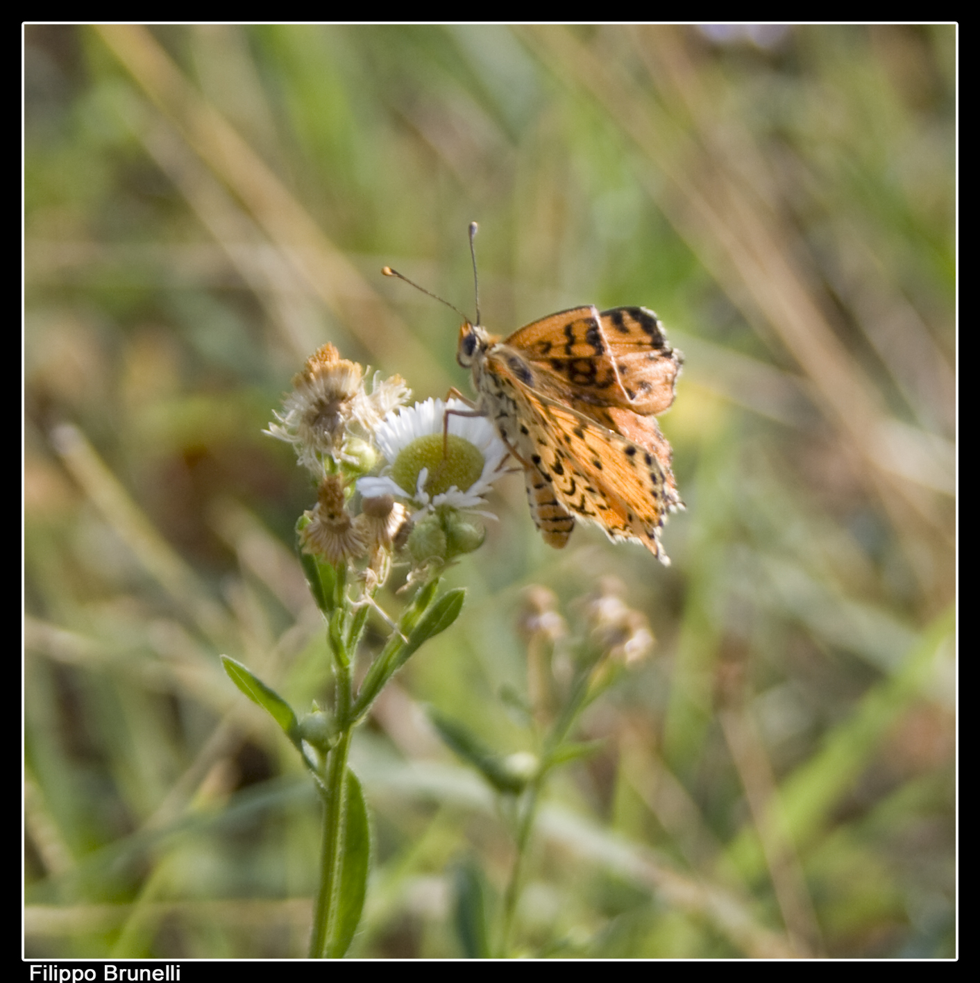 Indefinito Farfalla Natura 