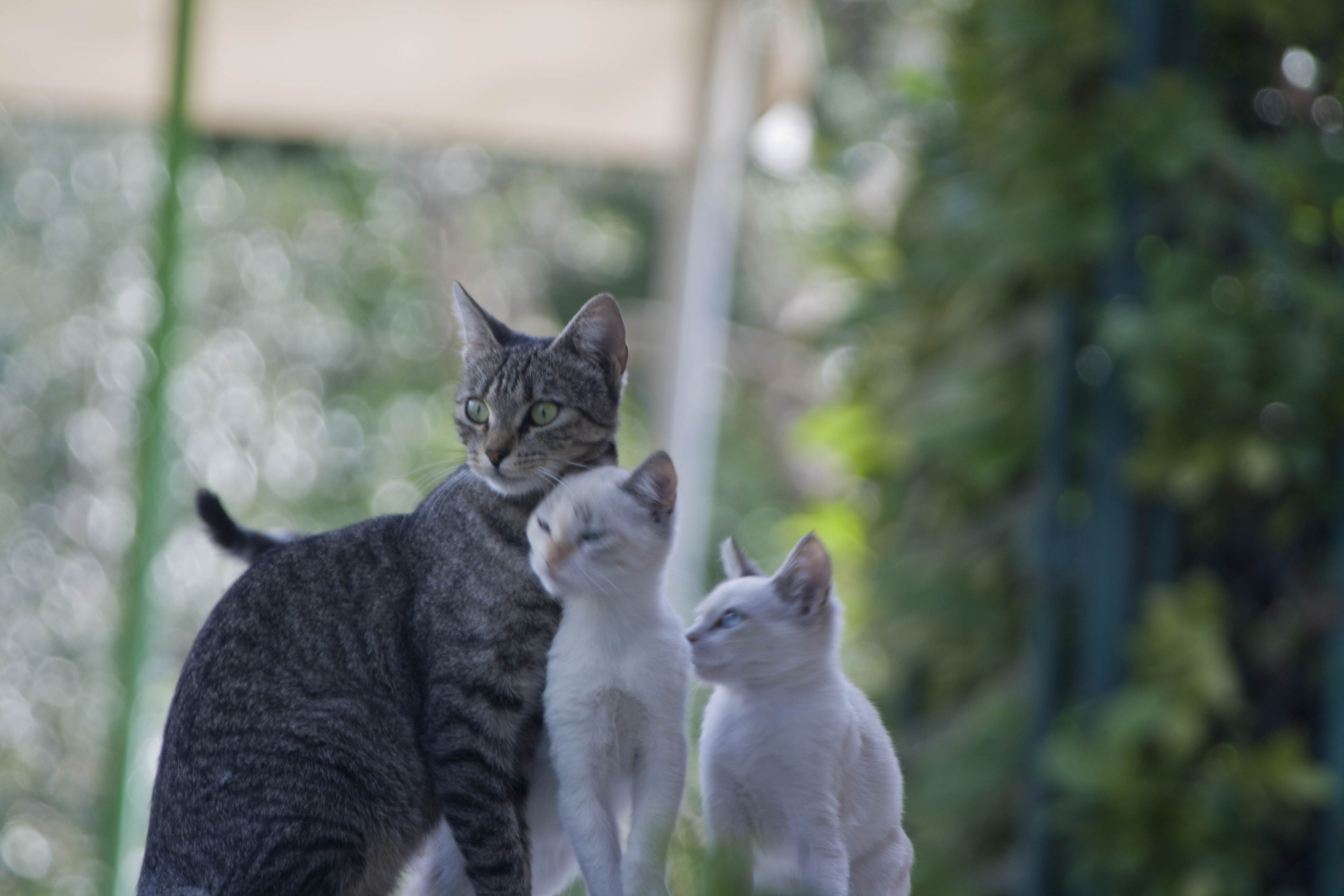 N/A Gatto Animali Natura 