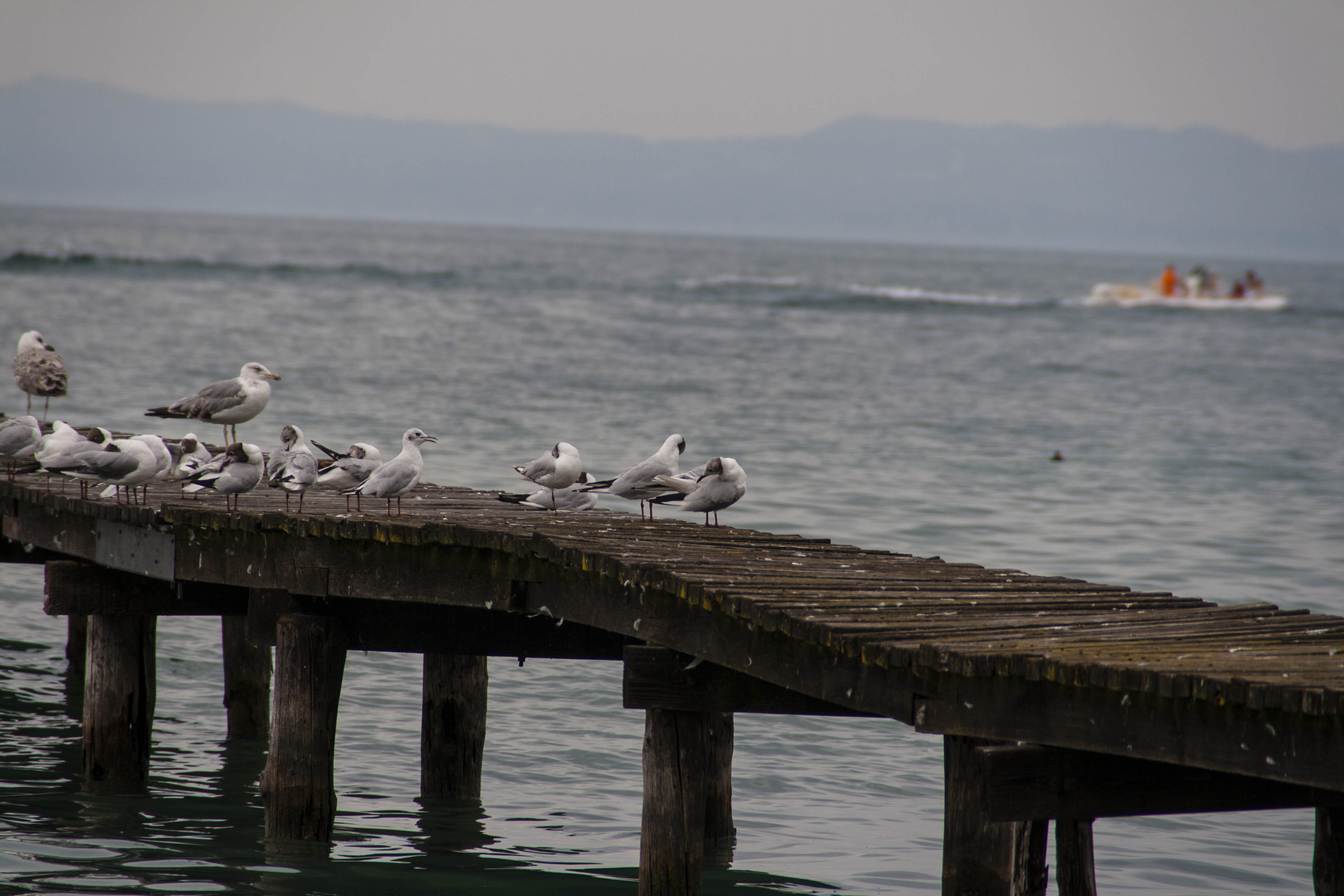 Garda (Vr) Lago di Garda Gabbiani Uccelli Natura 