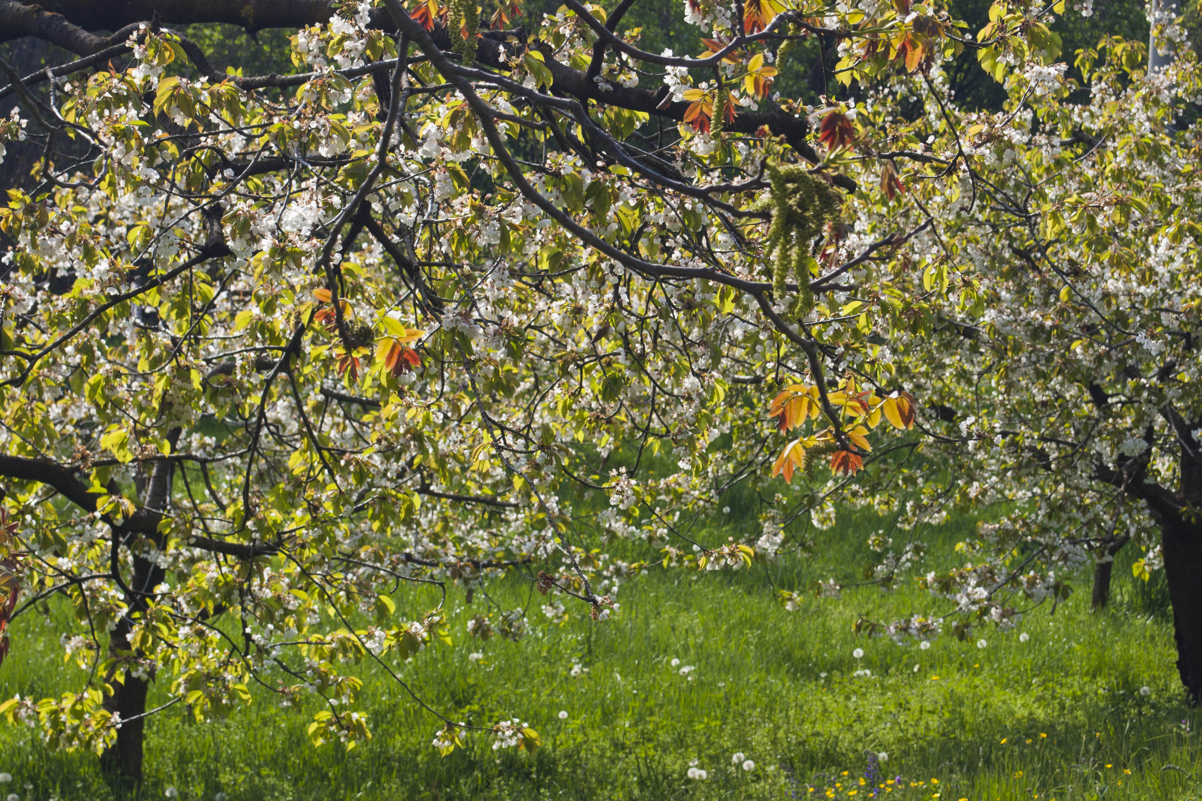 Molina (Vr) Natura Piante Fiori 