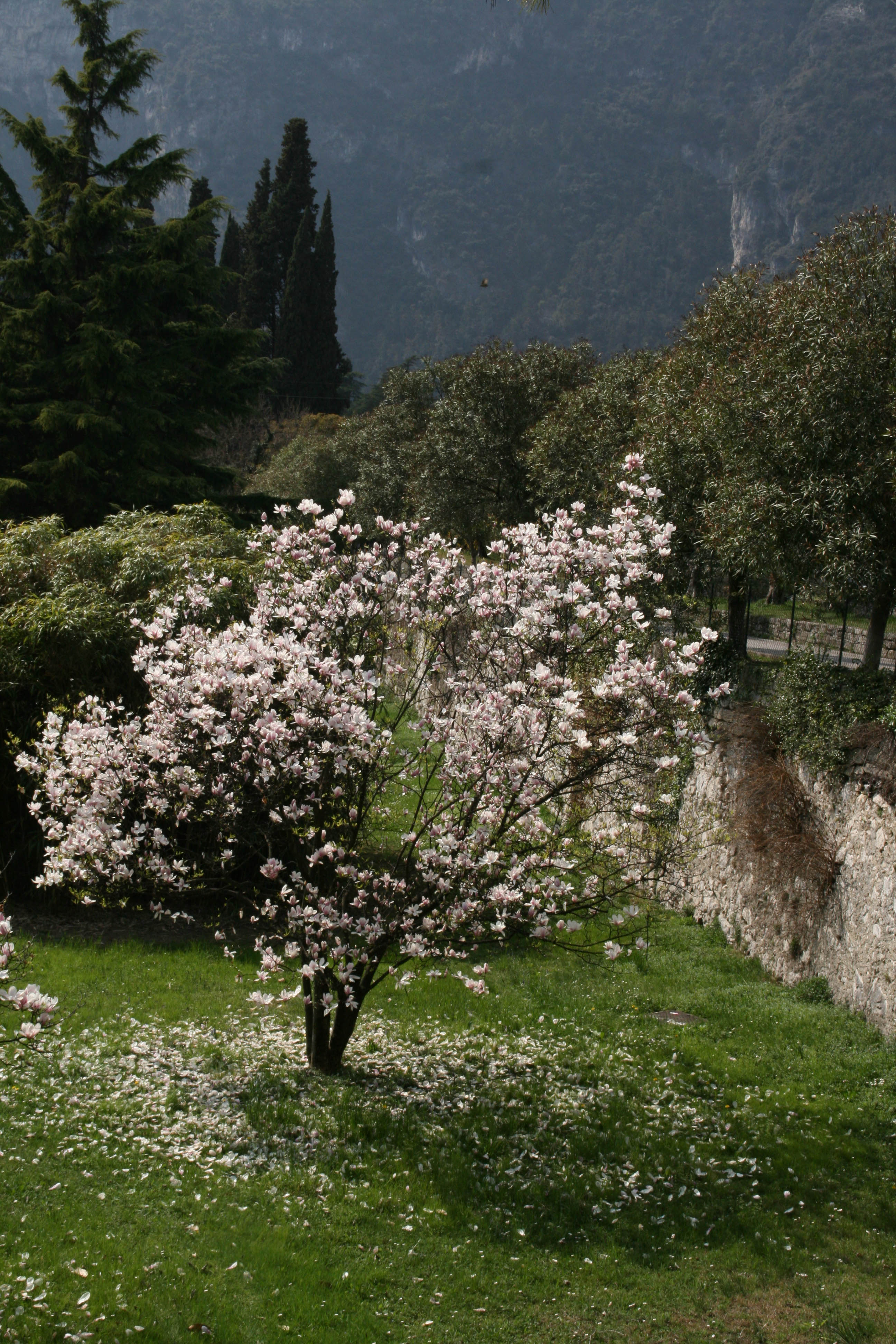 Riva del Garda Albero Natura 