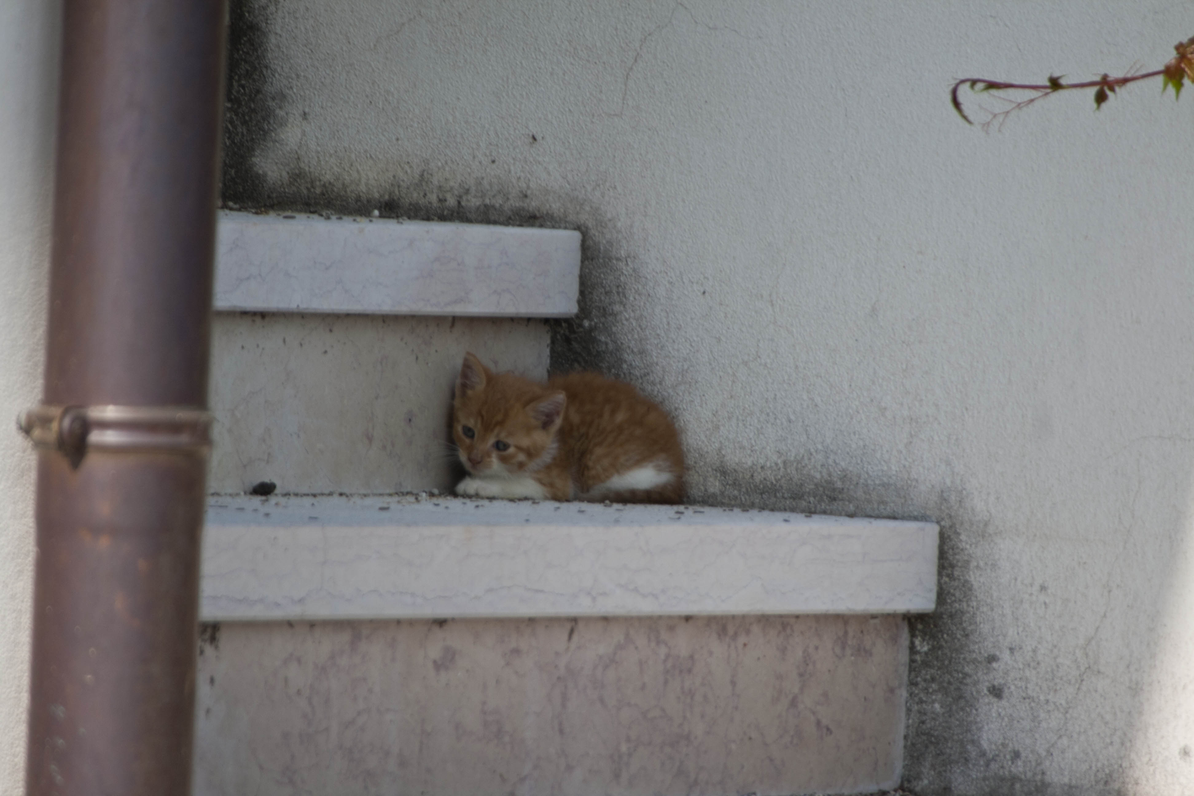 N/A Gatto Animali Natura 