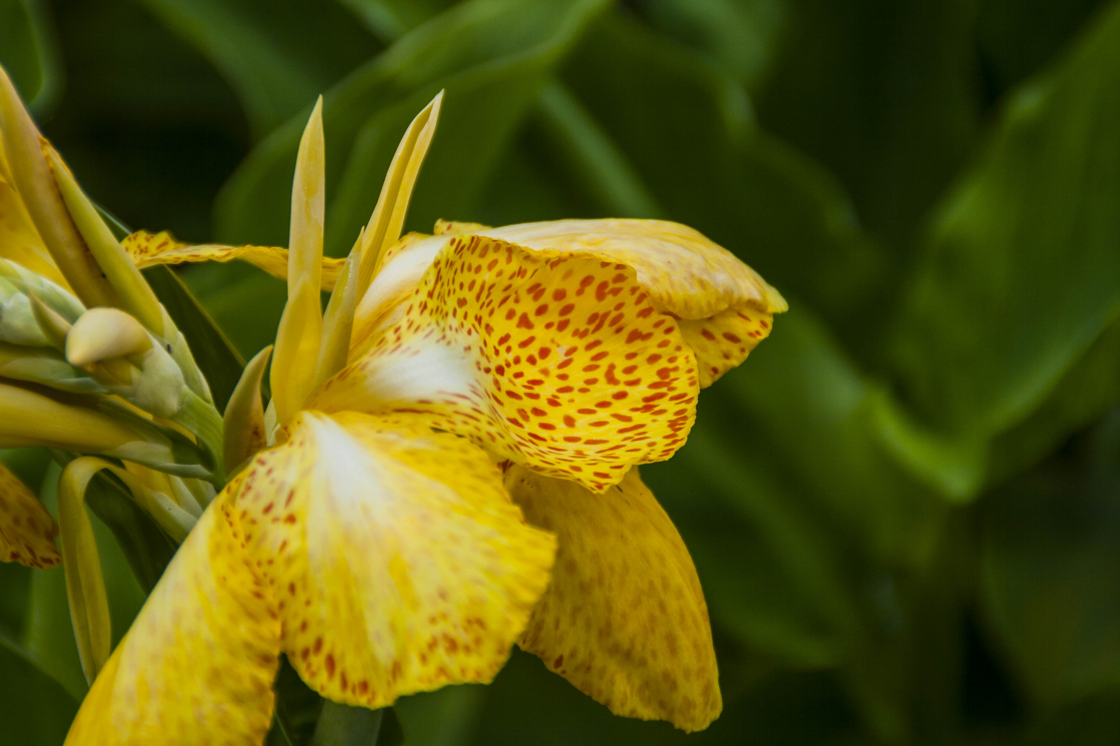 Valeggio sul Mincio (Vr) Fiori Natura Parco Sigurà