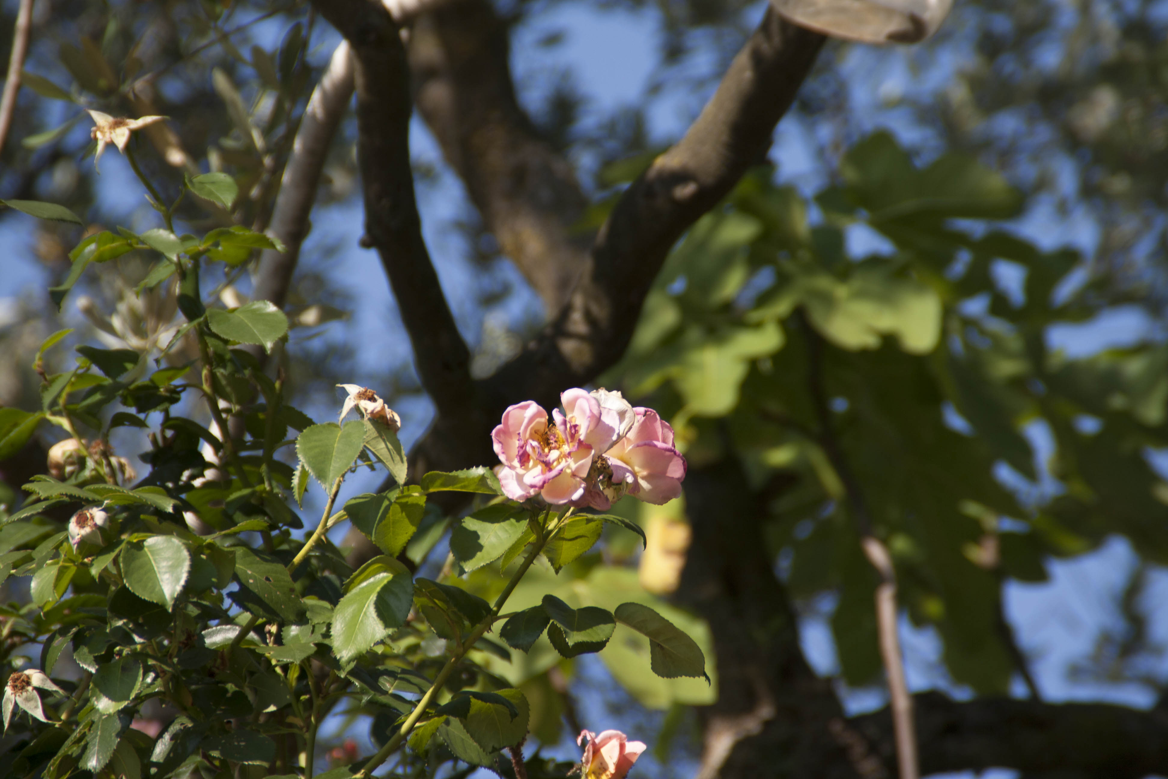 N/A Fiori natura 