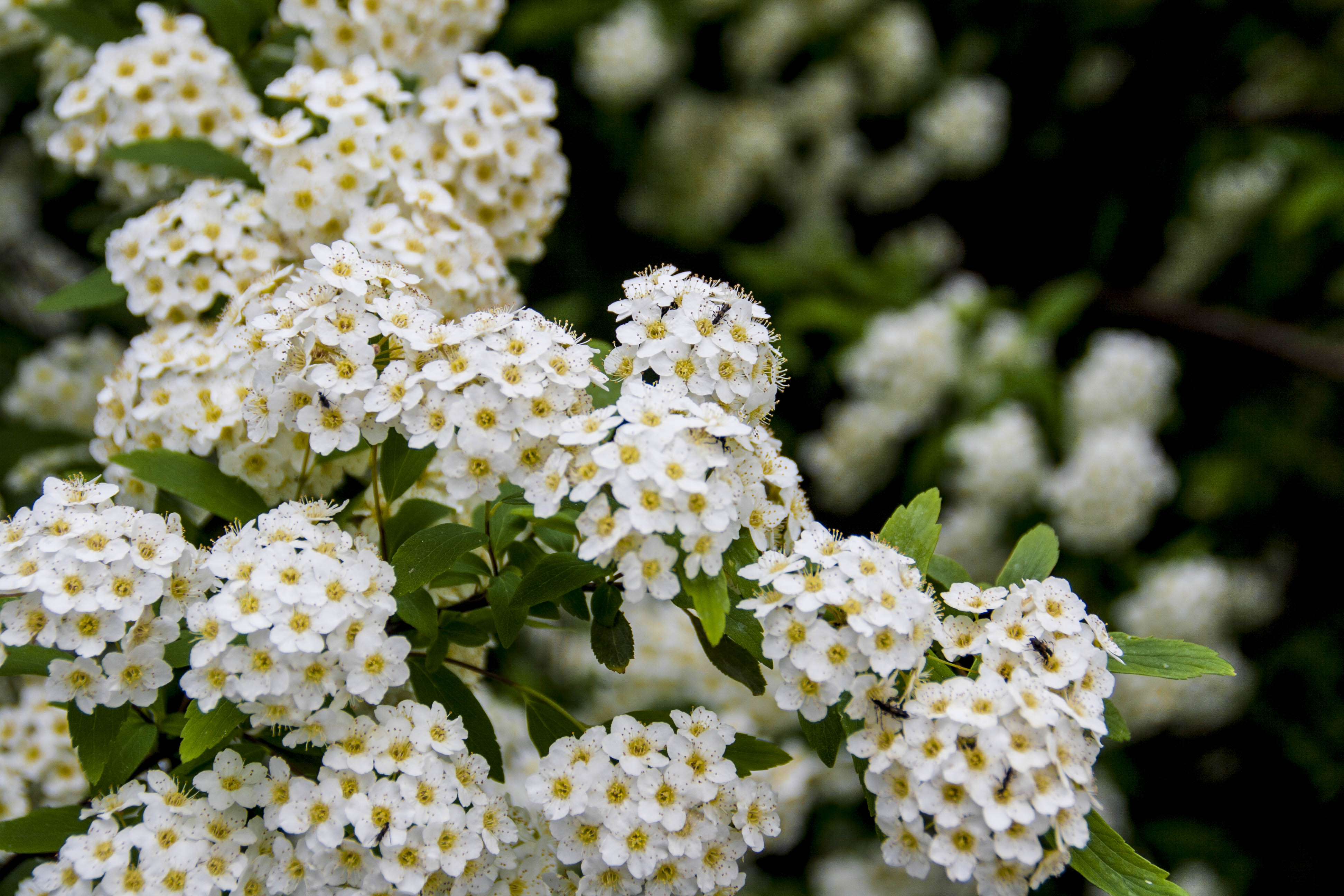 N/A Fiori natura 