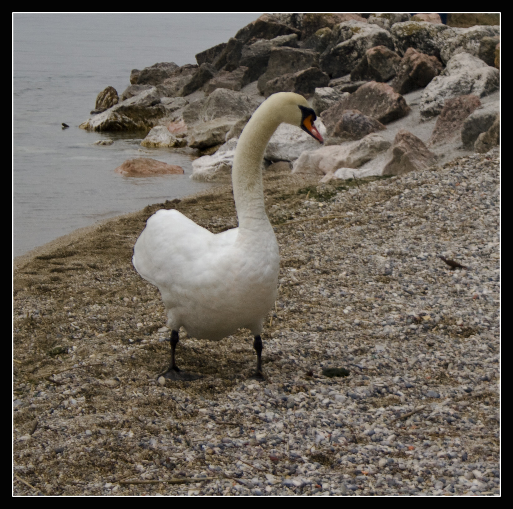 Sirmione (Bs) Cigno Lago 