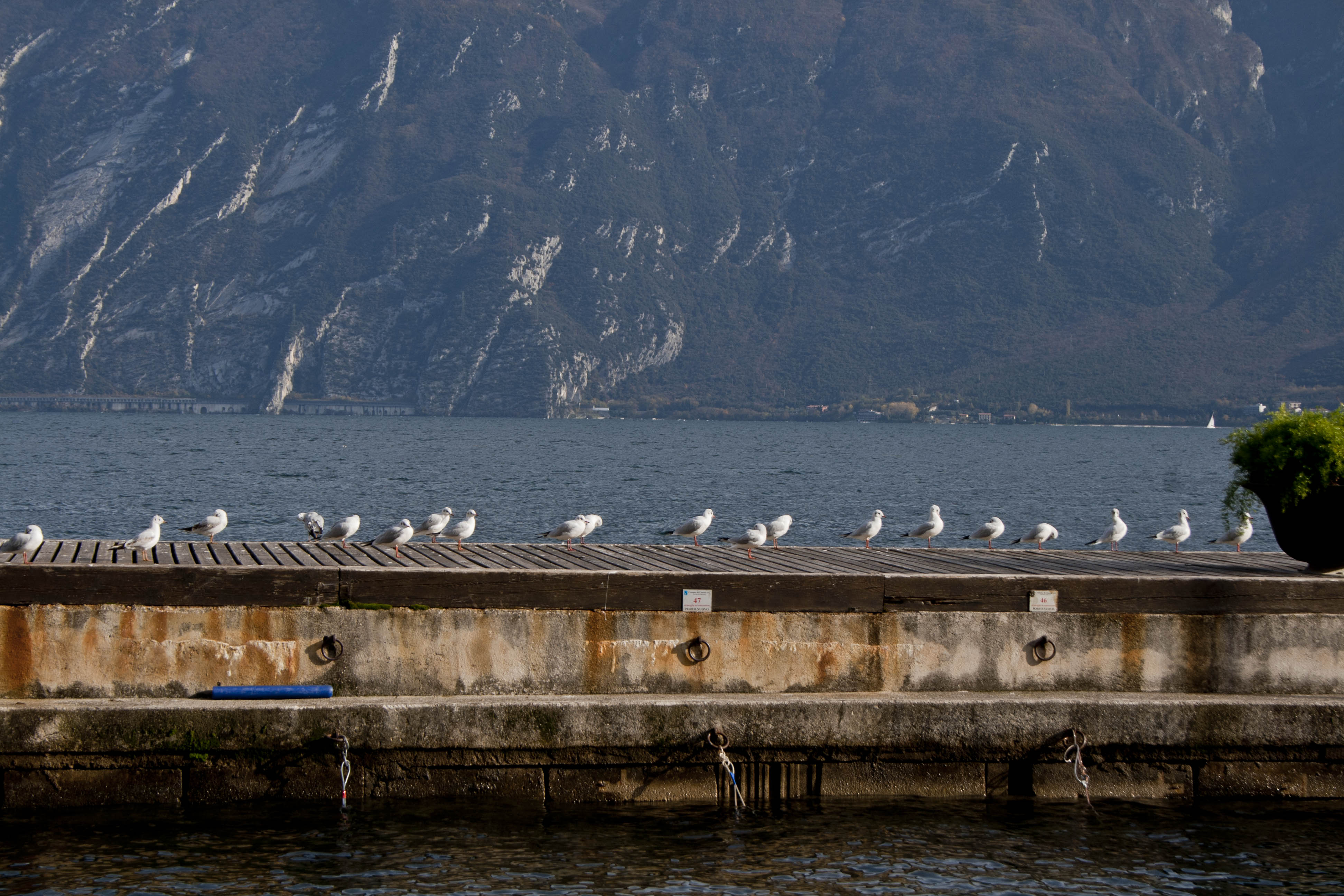 Limone (Bs) Gabbiani Natura Uccelli Lago 