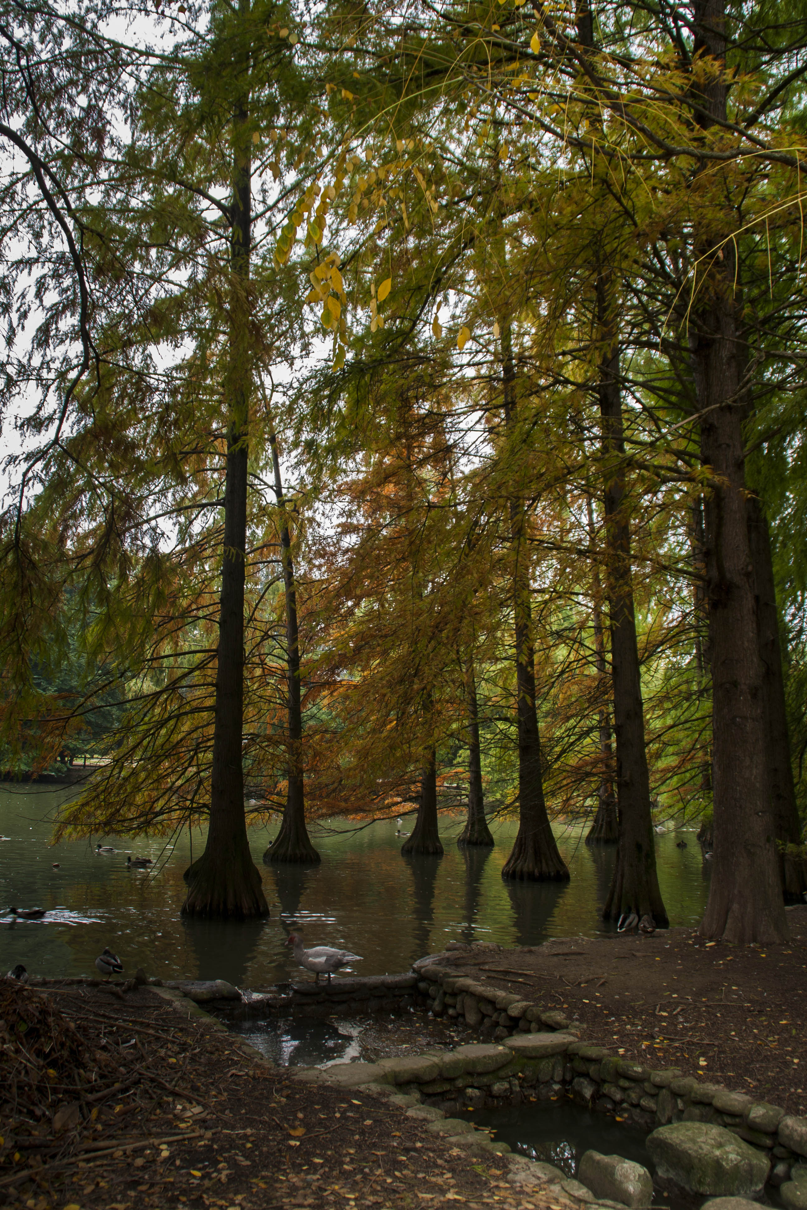 Faenza Natura Acqua Laghetto Autunno Piante americane presso il Parco Bucci a Faenza