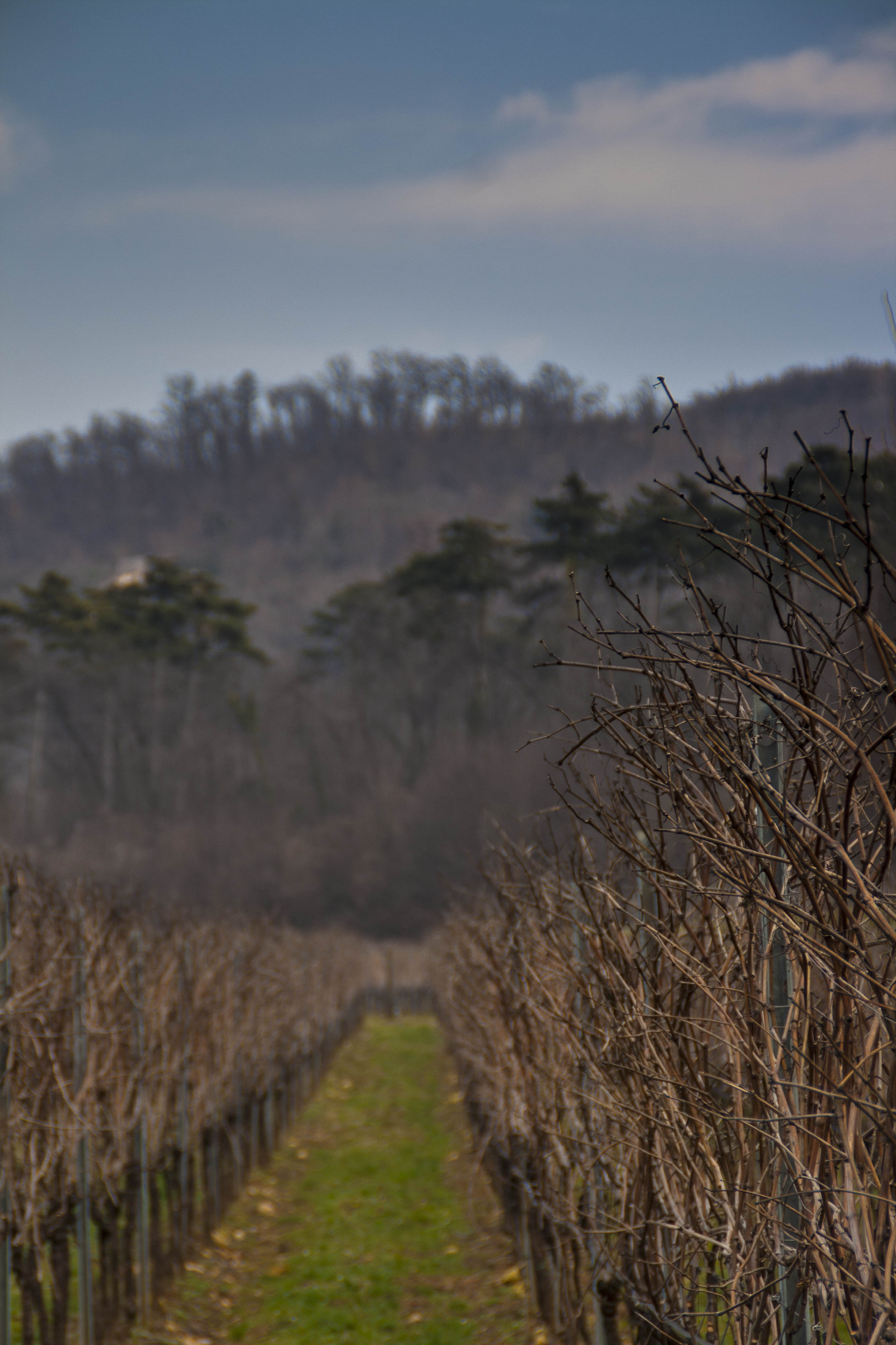 Negrar (Vr) Natura Vigna HDR 