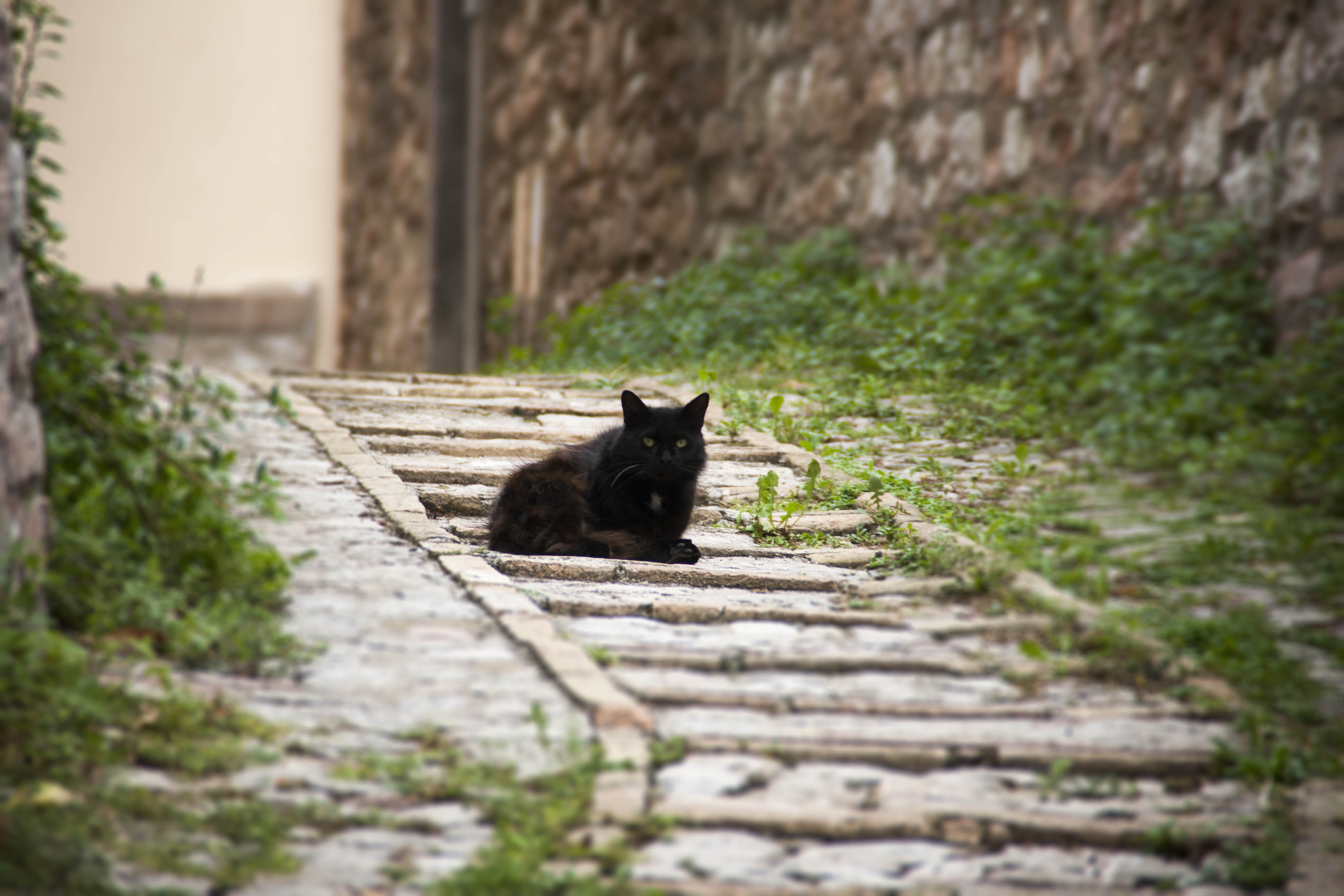 Spello Umbria Vie Monumenti Gatto 