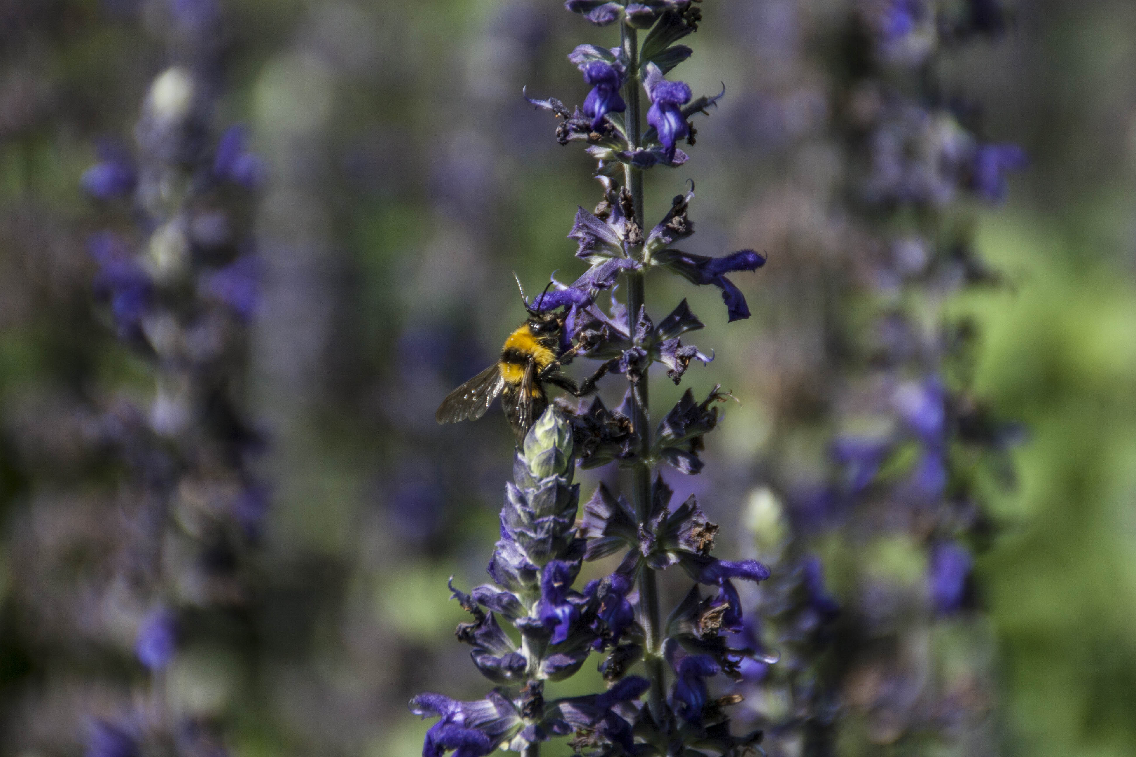 Valeggio sul Mincio (Vr) Fiori Natura Insetti Parco Sigurà