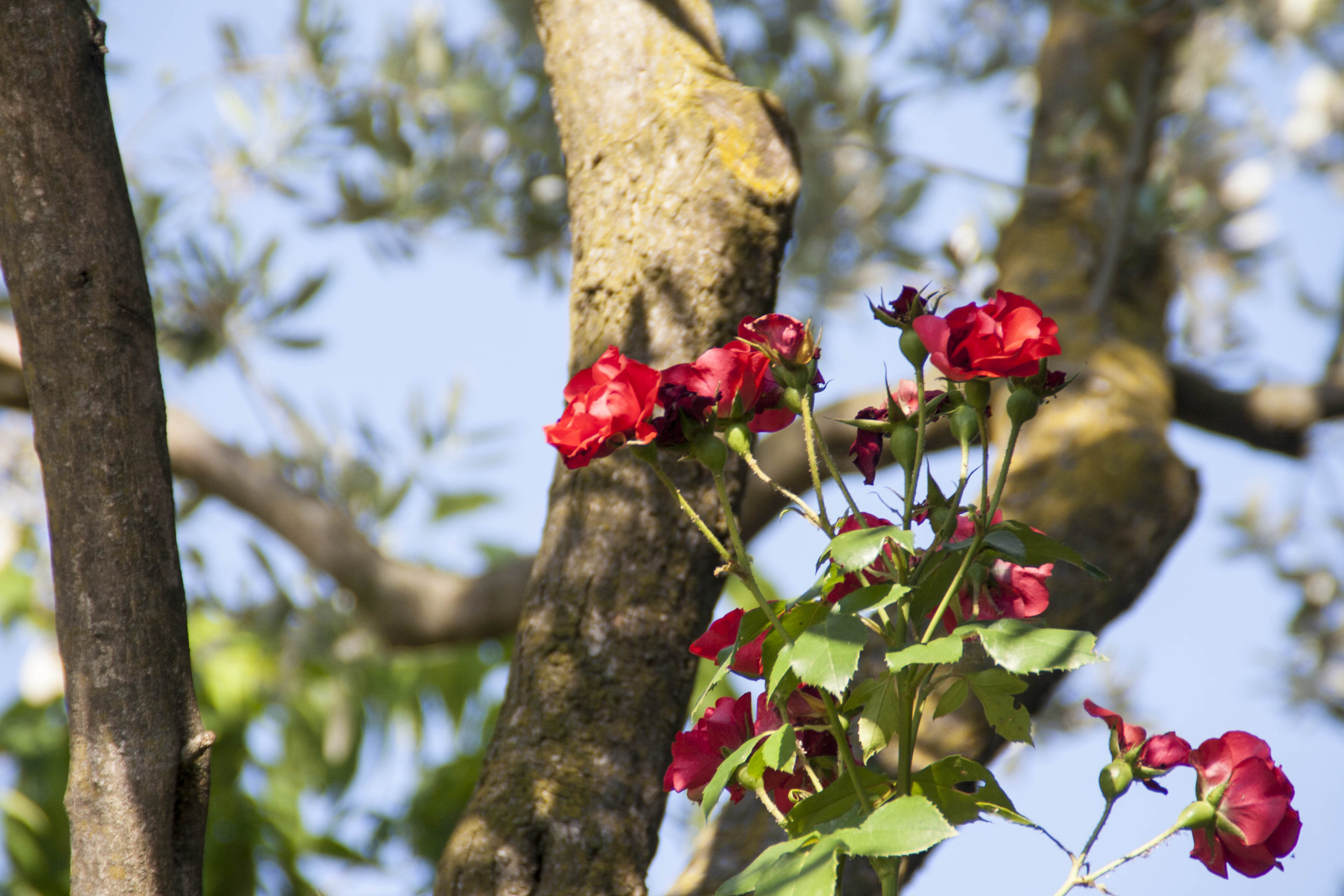 N/A Fiori natura 