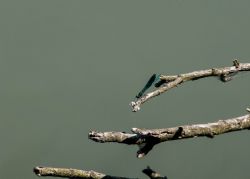 Savignano (Mo) Insetti Natura 