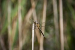 N/A Libelluna Natura Insetti 