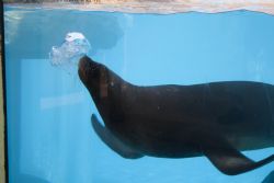 Castelnuovo del Garda (Vr) Sealife Acquario Foca Animali 