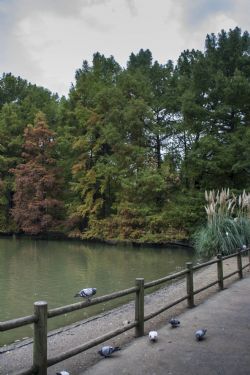 Faenza Natura Acqua Laghetto Colori d'autunno