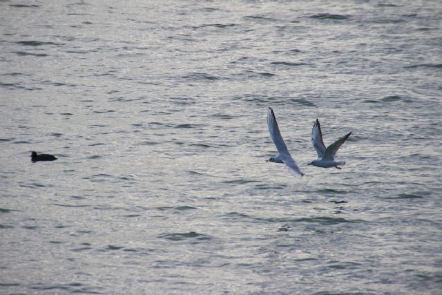 Bardolino Gabbiani, uccelli, Natura 