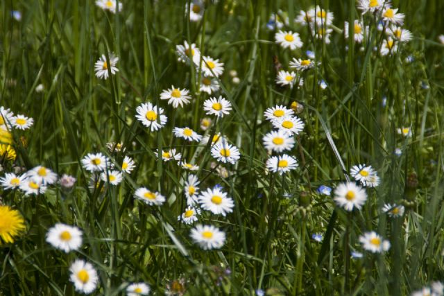 N/A Natura Fiori 