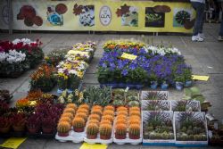 Bologna Fiori 