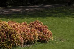 Valeggio sul Mincio (Vr) Fiori Natura Parco Sigurà