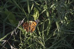 N/A Natura Insetti Farfalla