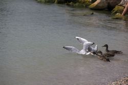 Bardolino Lago Uccelli gabbiani natura anatre Ridammello 