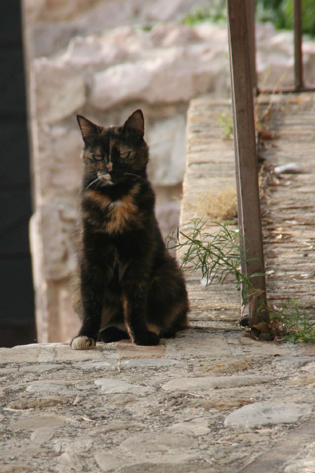 Spello Gatto 