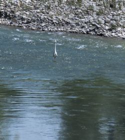 Savignano (Mo) Uccelli Fiume Panaro Natura Airone Airone Cenerino sul fiume Panaro