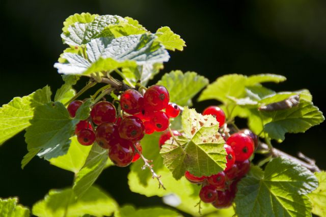 N/A Mirtilli Frutto Natura 