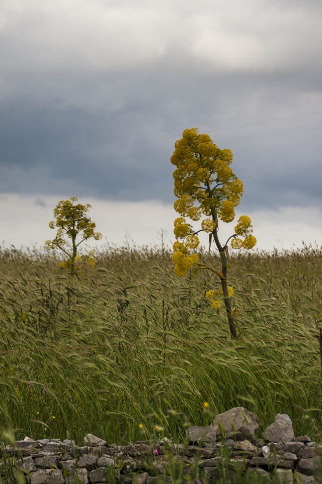 Matera Natura Fiori Particolare 