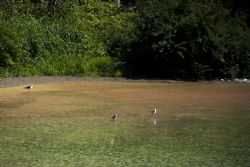 Savignano (Mo) Uccelli Fiume Panaro Natura Airone 