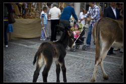 Montagnana Festa Sagra Animali Asino 