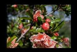 N/A Fiori Natura 