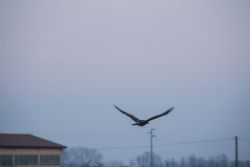 N/A Falco Animali Uccelli Natura 