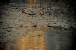 Nago (Tn) Lago di Loppio Natura Animali Anatra 