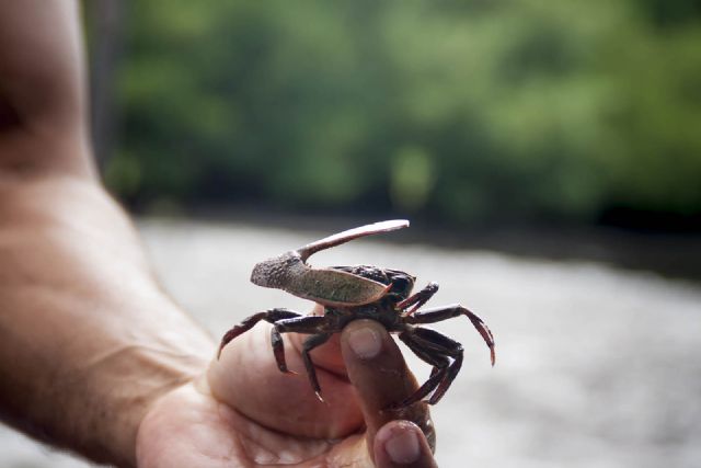 Brasile Granchio Natura 