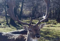 N/A Animali Natura 