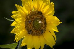 Crespellano (Bo) Fiori Insetti Arrivo!!!!