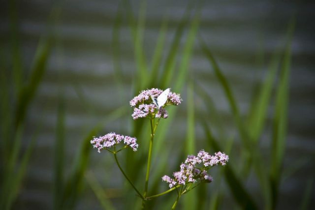 N/A Natura Fiori Piante Farfalla 