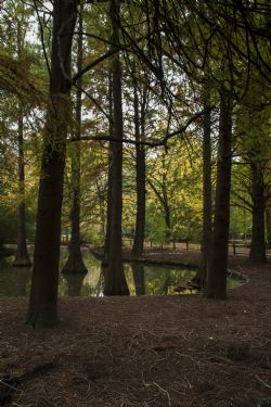 Faenza Natura Acqua Laghetto Piante americane presso il Parco Bucci a Faenza