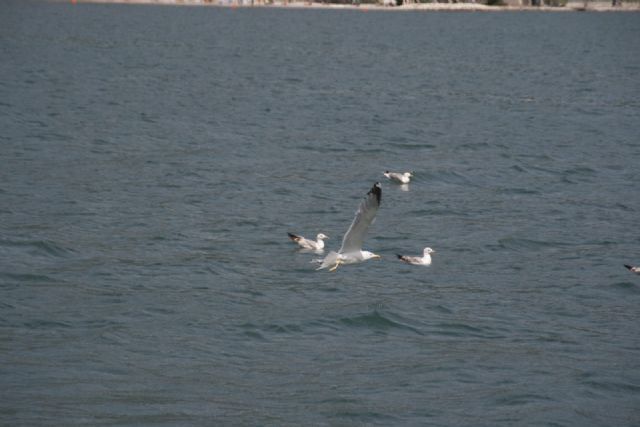 Torbole Lago Natura Uccelli 