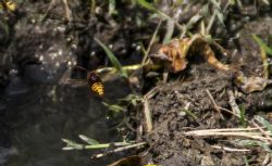 Parco dei Gessi Bolognesi e Calanche dell'Abbadessa (Bo) Natura Insetti 