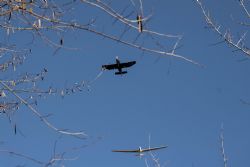 Settimo (Vr) Aereo Aliante Percorso lungo Adige da Parona a Pescantina