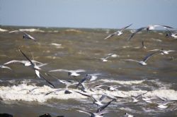 Porto Garibaldi Gabbiani Natura Uccelli Mare 