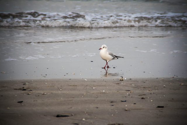 Rimini Uccelli Natura 